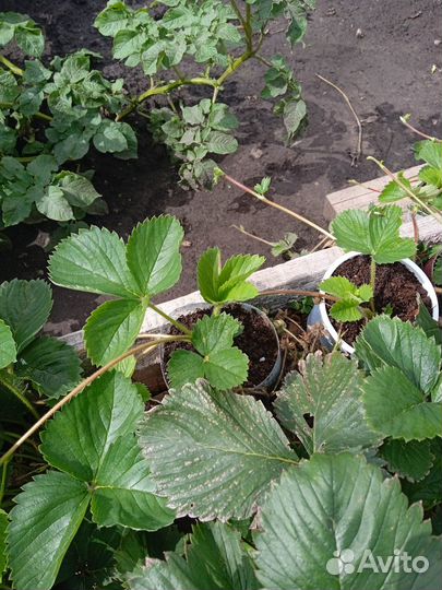 Саженцы садовой клубники (Виктории) с зкс