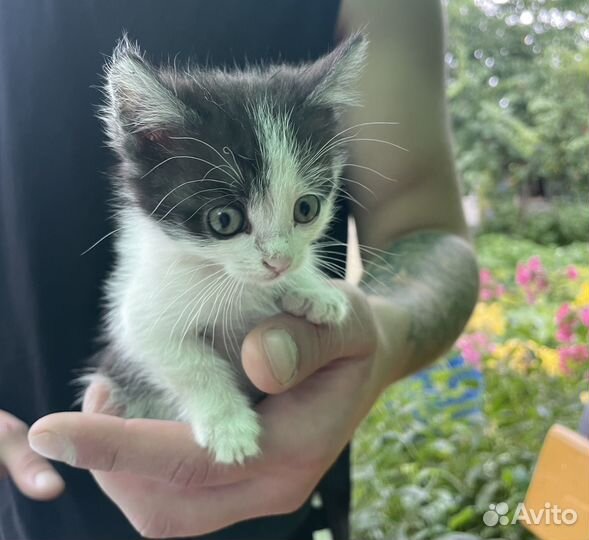 Котята в дар