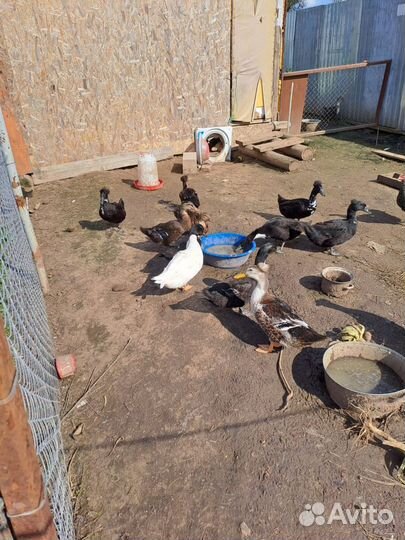 Утки хохлатые