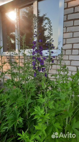 Дельфиниум новозеландский