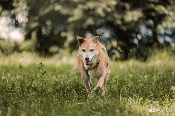 Тося верит и ждёт