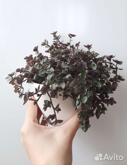 Коллизия ползучая (черенки )