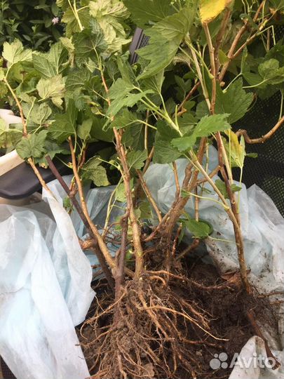 Смородина рассада