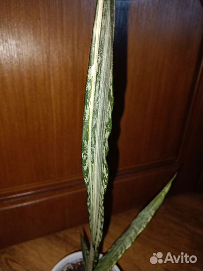 Сансевиерия сортовая Bantel's Sensation