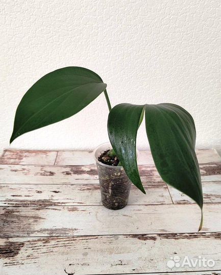 Филодендрон Драгон Тейл (Philodendron Dragon Tail)