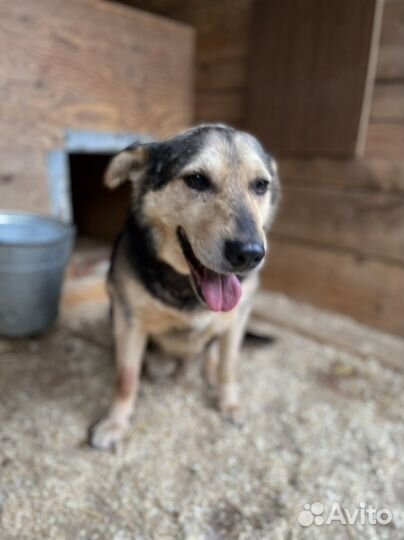 Восточноевропейская овчарка метис