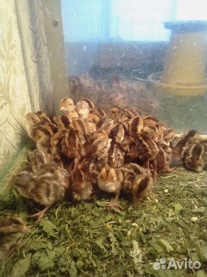 Виргинский перепел