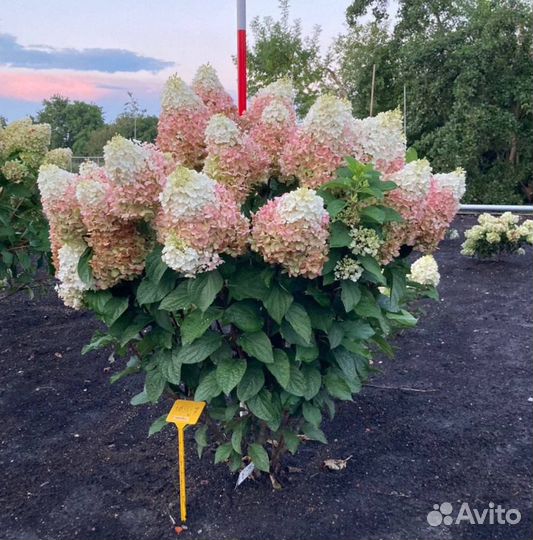 Гортензия Рэд Вельвет он же Индиан Саммер