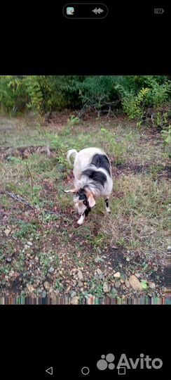 Козлик на мясо