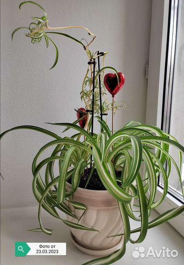 Хлорофитум кудрявый