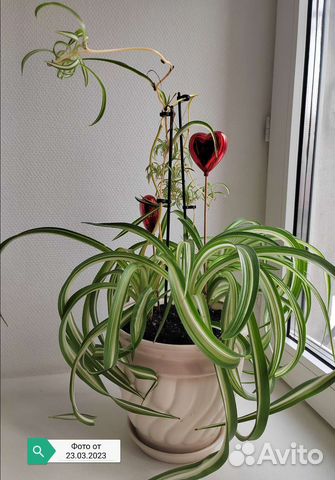 Хлорофитум кудрявый