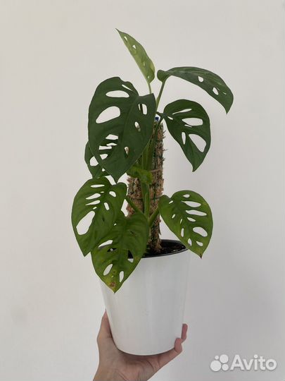 Монстера манки