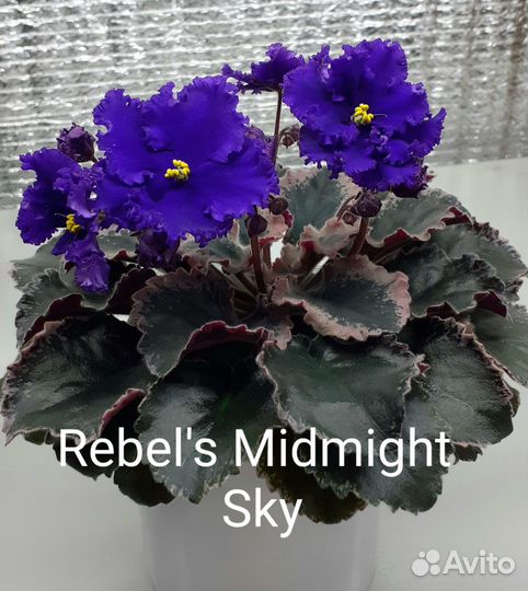 Цветущие фиалки