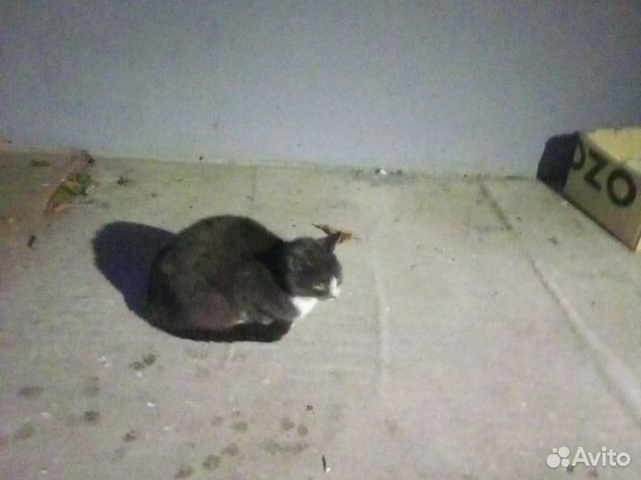 Беременная кошка