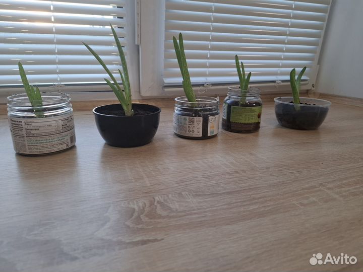 Алоэ вера растение