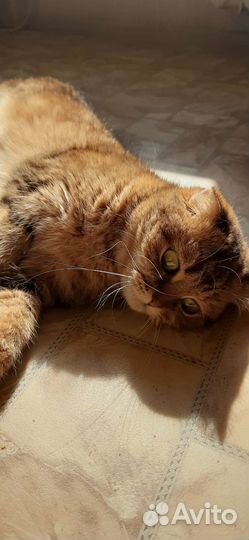 Кошки бесплатно