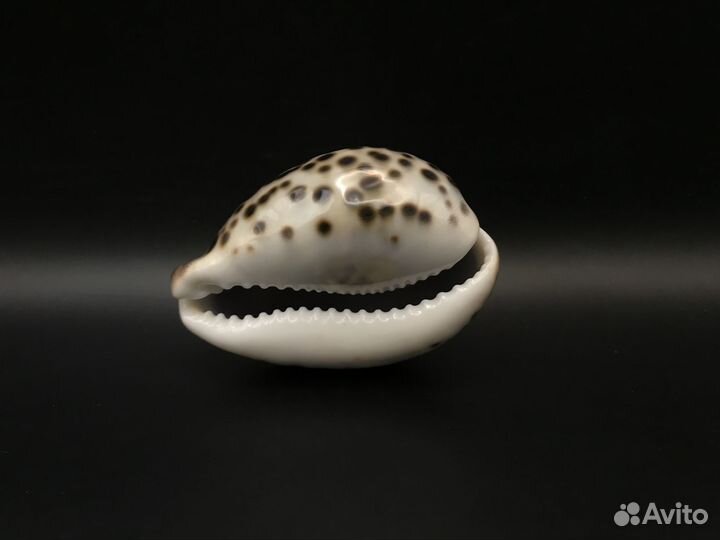 Ракушка ципрея тигрис 76 мм