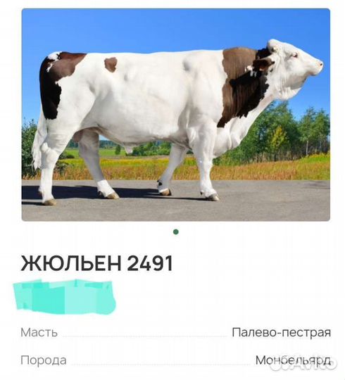 Бык производитель