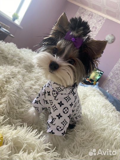 Бивер вязка