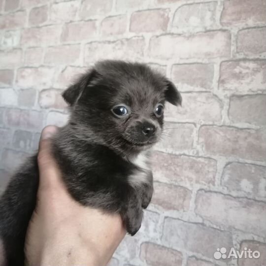 Чихуахуа мальчики