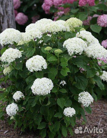 Гортензия древовидная Анабель