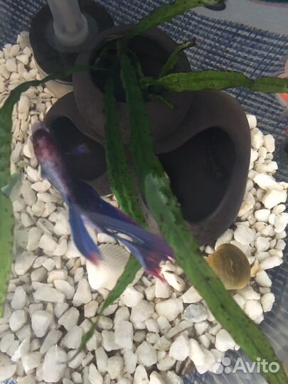 Аквариум круглый с рыбками