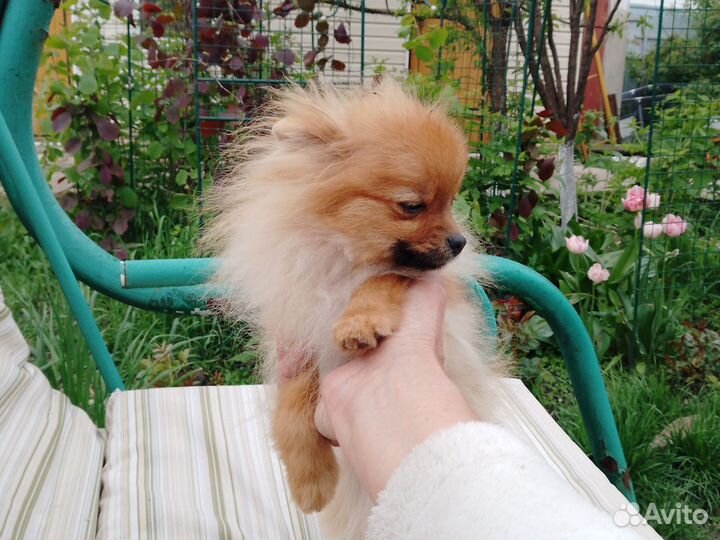 Помиранские детки миниатюры