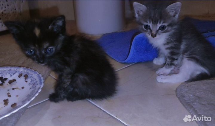 Котёнок ищет дом