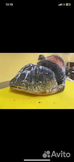 Головы сёмги и брюшки