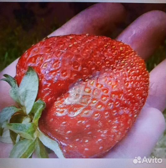 Кусты и саженцы Виктории, земляники, малины