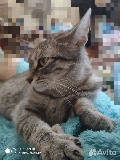 Кошка в дар бесплатно