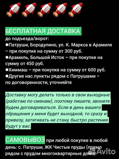 Гастерия суккулент Доставка