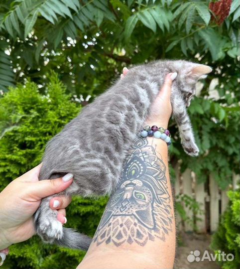 Бенгальские котята редкого окраса