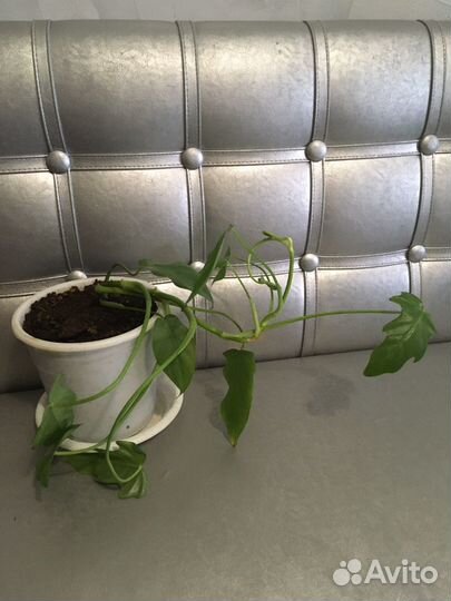 Комнатное растение лиана