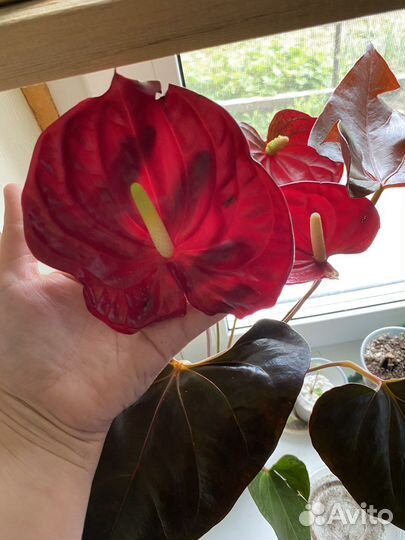 Антуриум Деликата