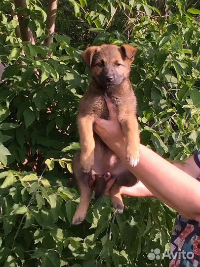 Собака в добрые руки щенок