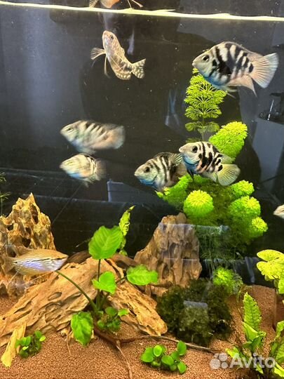 Аквариумные рыбки