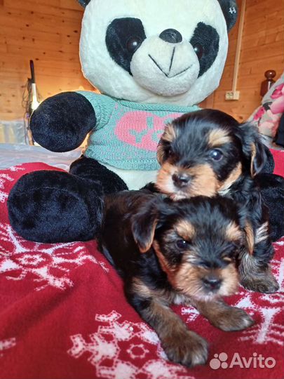 Йоркширский терьер щенки