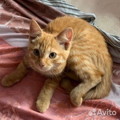 Рыжий котенок девочка