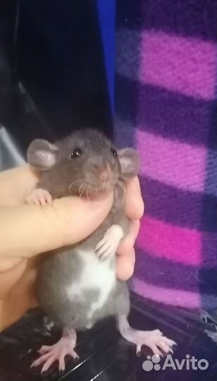 Ручные крысята дамбо. Крыса. Клетки