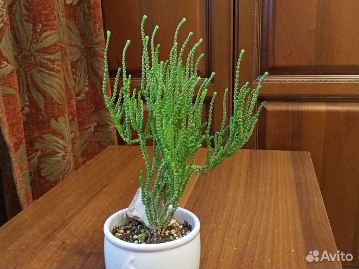 Фикус и суккуленты