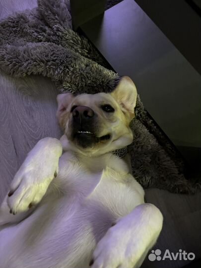 Вязка лабрадор