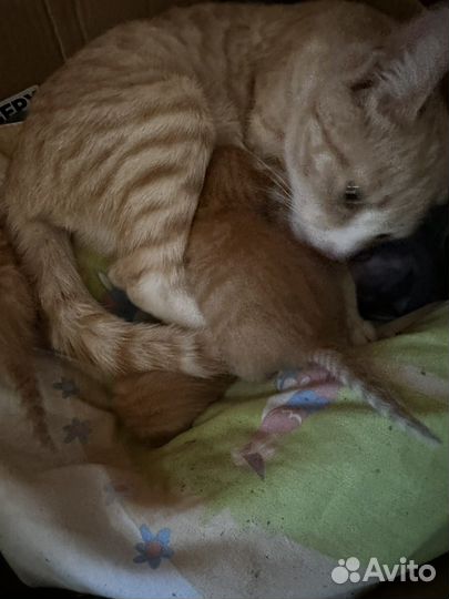 Котята бесплатно