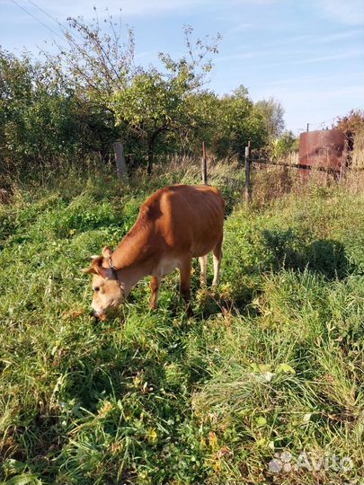 Телка джерсейской породы стельная