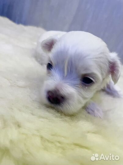Щенки мальтийской болонки - мальтезе