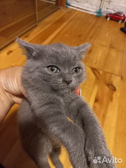 Отдам кошечек