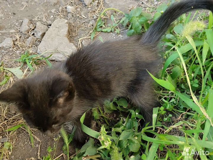 Кошка в дар бесплатно