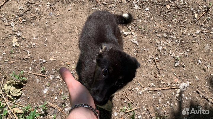 Щенок в добрые руки