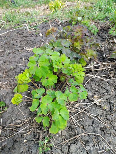 Аквилегия Red and Yellow