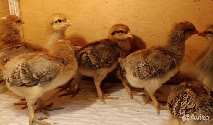 Цыплята